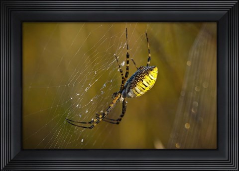 Framed Yellow Spider On The Web Print