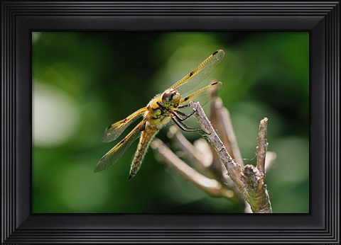 Framed Orange Dragonfly On White Branch I Print