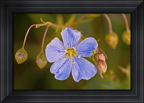 Framed Blue Flower Bloom And Pink Buds Print