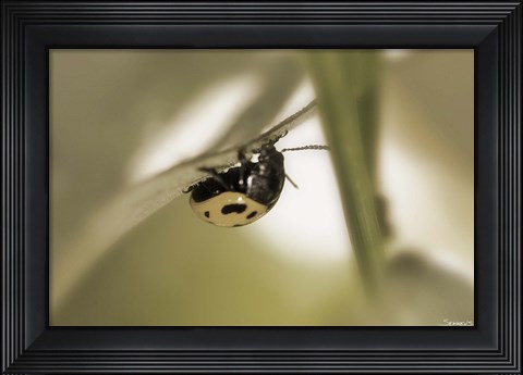 Framed Yellow Ladybug On Blade Of Grass Print