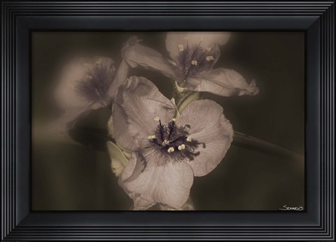 Framed Lavender And White Floral Blooms Print