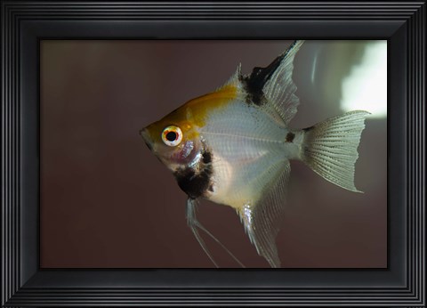 Framed Angel Fish I Print