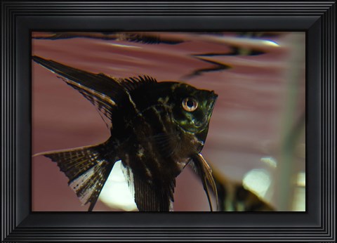 Framed Angel Fish II Print