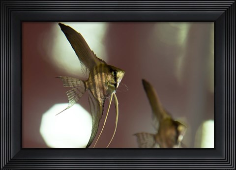 Framed Angel Fish III Print
