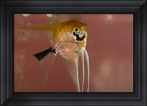 Framed Angel Fish X Print