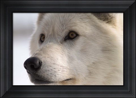 Framed White Wolf Color Print
