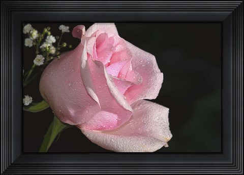 Framed Rose Pink Print