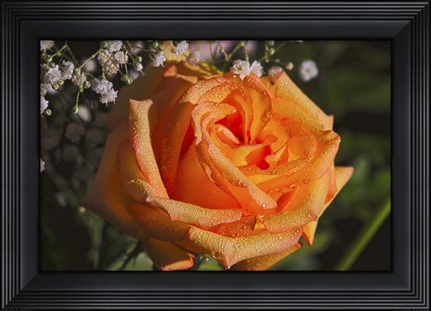 Framed Rose Orange Print