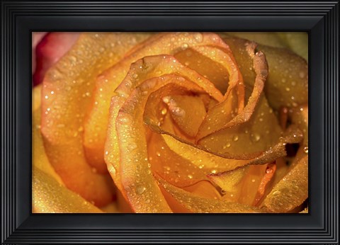 Framed Rose Orange Closeup Print