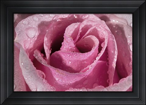 Framed Rose Pink And Raindrops Print