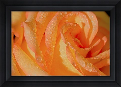 Framed Rose Orange And Raindrops Print