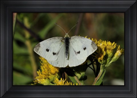 Framed Yellow Flower And White Moth Print