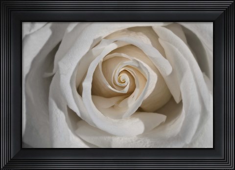 Framed White Rose Petals Closeup Print