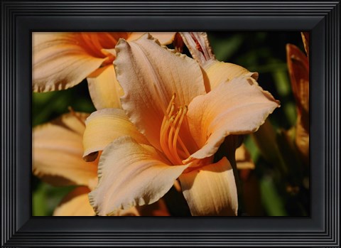 Framed Shades Of Nature Orange Flowers Print
