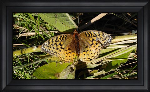 Framed Shades Of Nature Butterfly On Grass Print