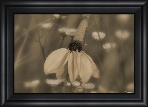 Framed White Flower In Field Of Small Flowers Print