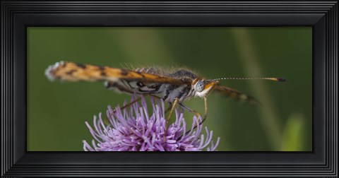 Framed Orange Insect On Purple Flower Print