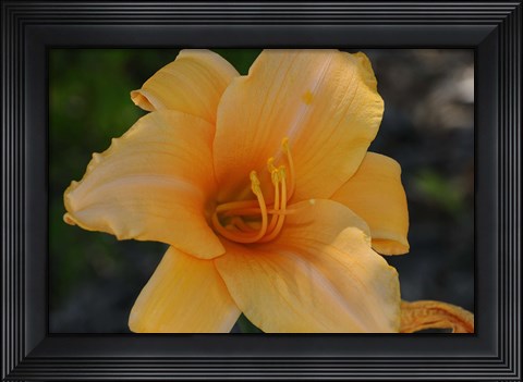 Framed Shades Of Nature Orange Flower Print