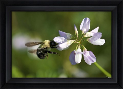 Framed Bee On Purple Flower Print