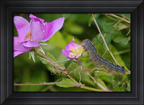 Framed Blue Caterpillar On Magenta Flower Print