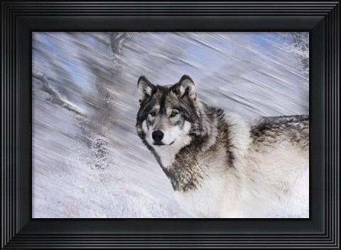 Framed River Wolf I Print