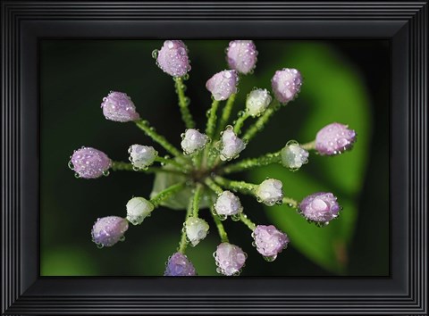Framed Purple Flower Buds With Dew Print