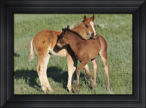 Framed Wildhorses 11 Print