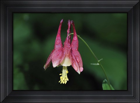Framed Pink Flower And Stem On Green Print