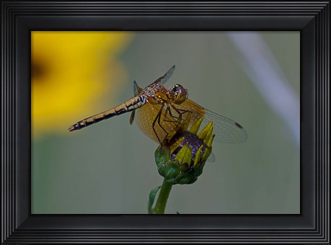 Framed Orange Dragonfly on Green And Yellow Flower Print