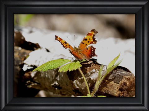 Framed Orange And Black Butterfly On Wood Print