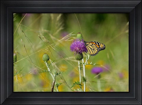 Framed Orange Butterfly On Purple Flower Bloom I Print