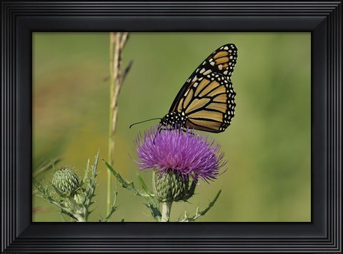 Framed Orange Butterfly On Purple Flower Closeup Print