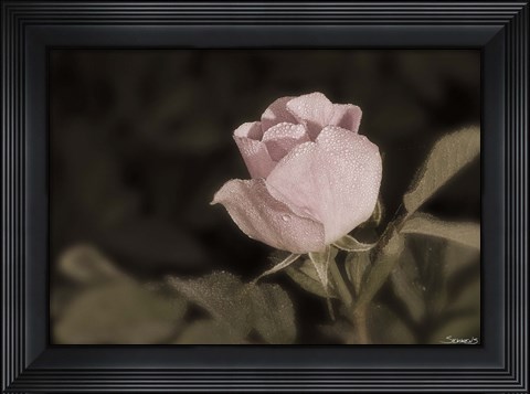 Framed Pink Flower Closeup II Print