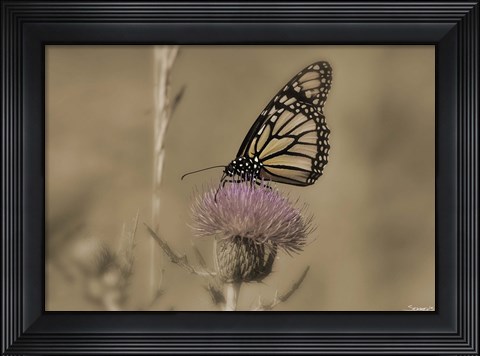 Framed Black And White Butterfly On Flower Print