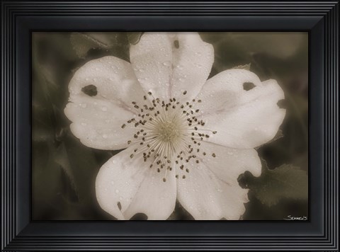 Framed Open White Flower Bloom Print