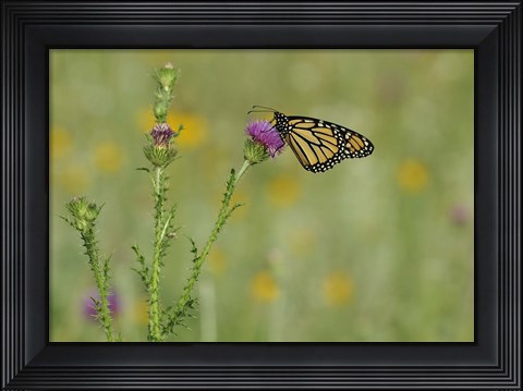Framed Orange Butterfly On Purple Flower Bloom II Print