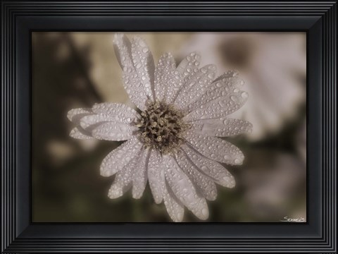 Framed White Flower With Raindrops Print