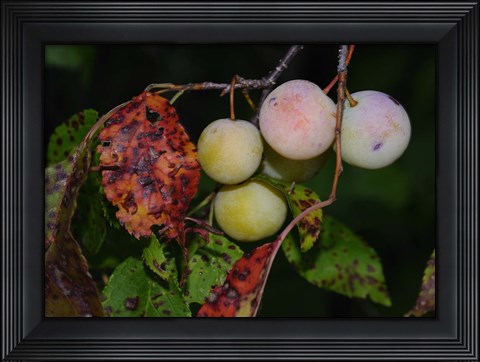 Framed Shades Of Nature Fruits Print