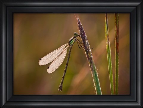 Framed Dragonfly On Green Stems Print