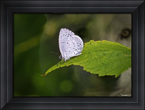 Framed Moth and Wolf Print
