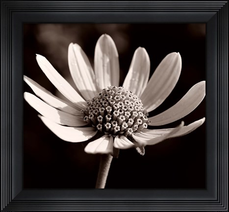 Framed Buffalo River Flower 13 Print