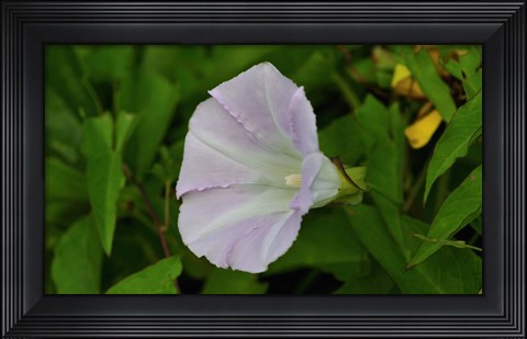 Framed Shades Of Nature Lavendar And White Flower III Print