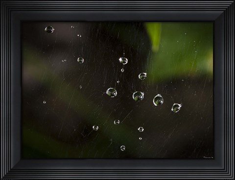 Framed Dew Drops On Web Print