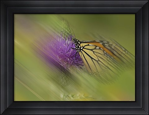 Framed Natural Motif V Print