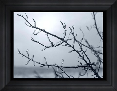 Framed Ice Branch 2 Print