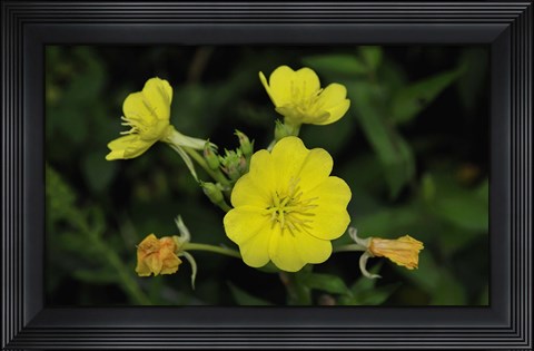Framed Shades Of Nature Yellow Flower Cluster Print