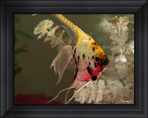 Framed Angel Fish XIV Print