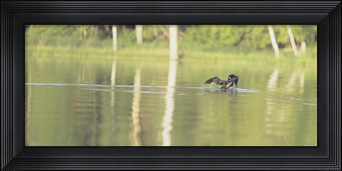 Framed Common Loon 8 Print