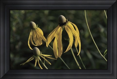 Framed Shades Of Nature Black And Yellow Flower Petals Print