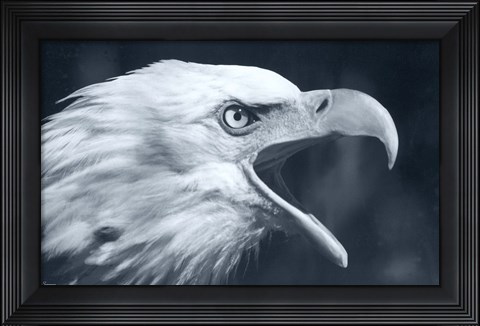 Framed Bald Eagle 4 Print